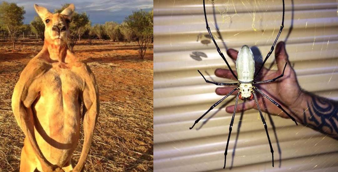 22 Animales en Australia que te ponen los pelos de punta. 1